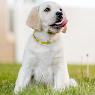 Xiaomi Ohh! Essential Oil Collar 33 cm Orange