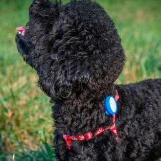 Xiaomi Smart Dog Button Tag Green